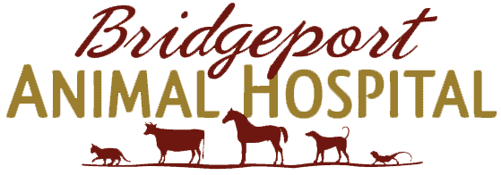 Bridgeport Animal Hospital: Wise County, TX Veterinarian