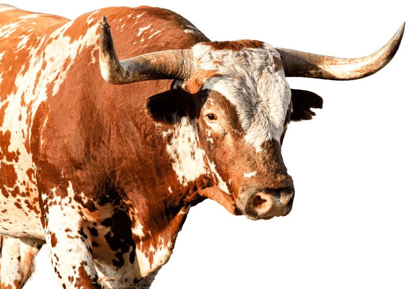 close up profile of wild Texas longhorn bull