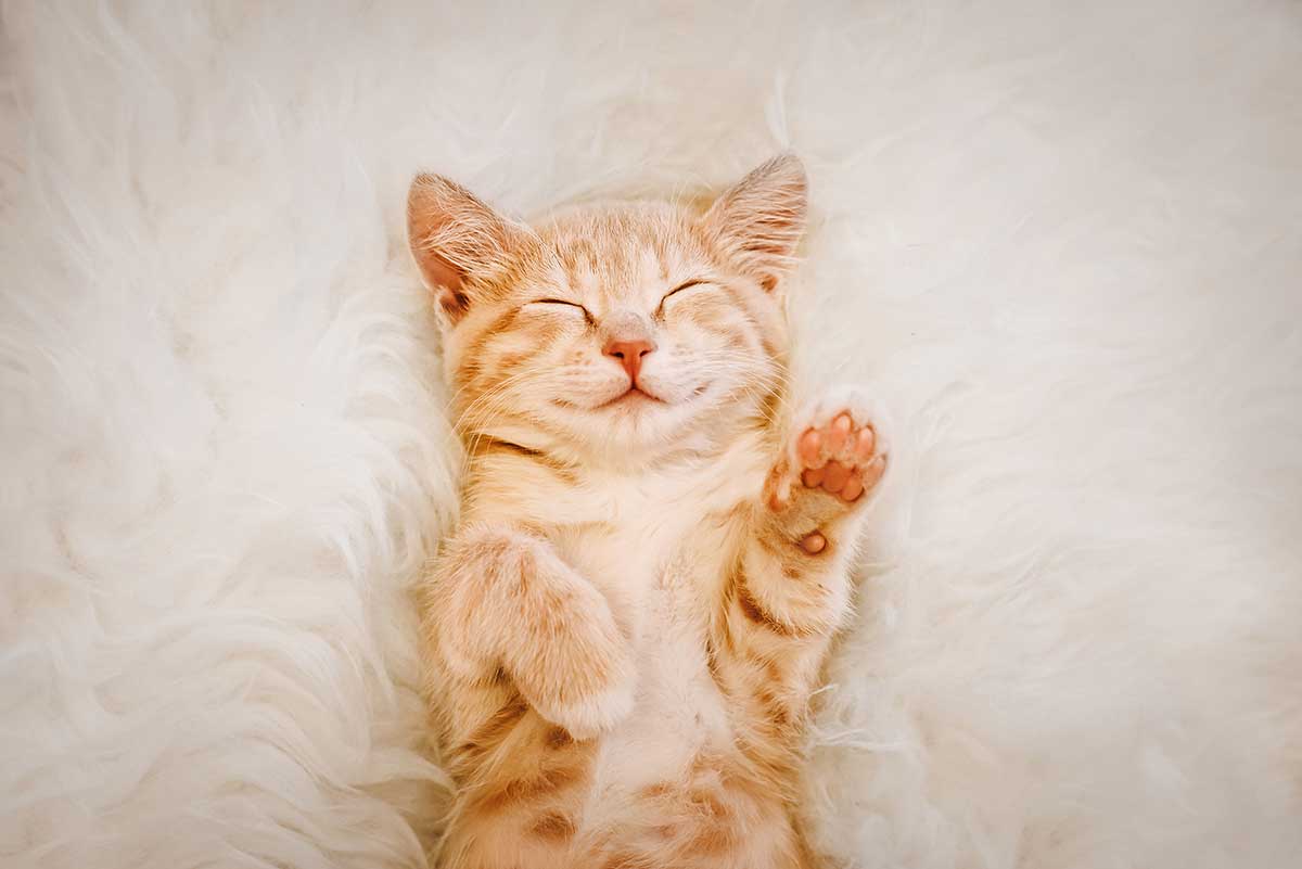 A cat laying on a soft blanket