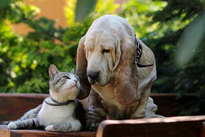 Canine & Feline Wellness