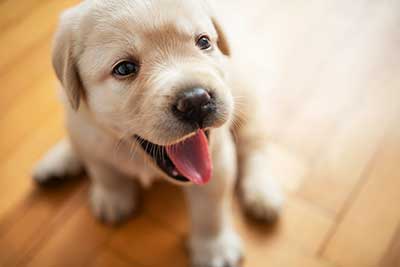 A puppy on the floor