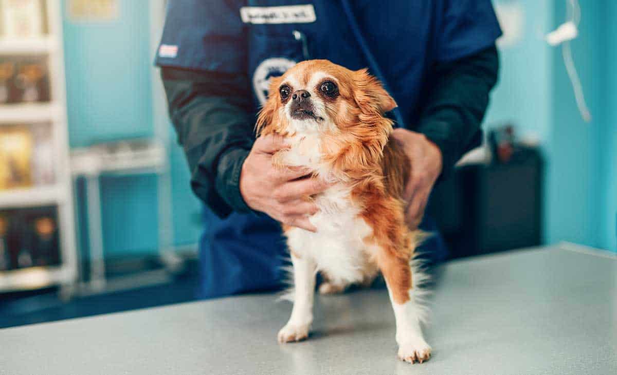 A dog on an exam table with our veterinary staff