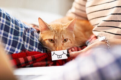 A ginger cat with a silly sign held over its mouth