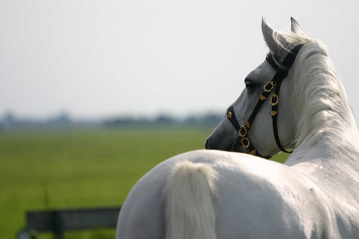A horse from the back