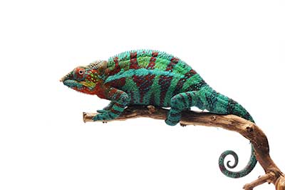 A chameleon