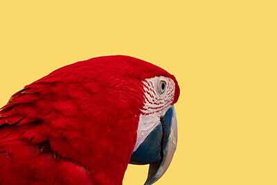 Scarlet macaw (Ara macao) is a large red, yellow, and blue parrot from Central and South America.