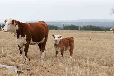 Cattle in the field