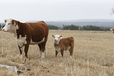 cow and calf in a field