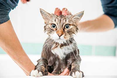 Grooming