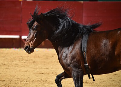 galloping horse