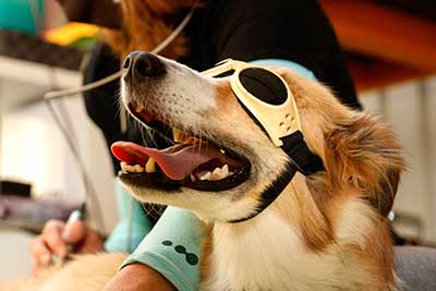 A dog wearing protective goggles