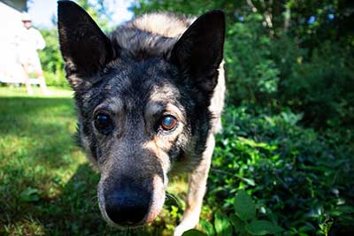 An older dog out in the yard