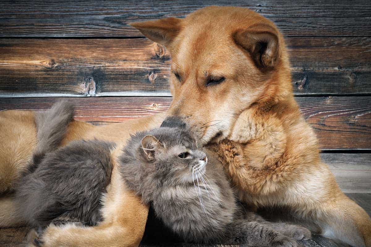 A dog and cat cuddling