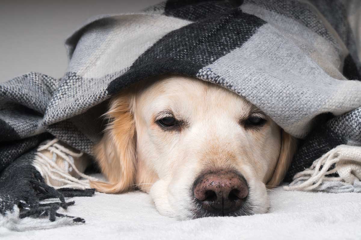 An old dog wrapped in a blanket